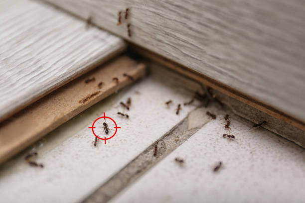 Reliable Resaca, GA Pest Control Solutions