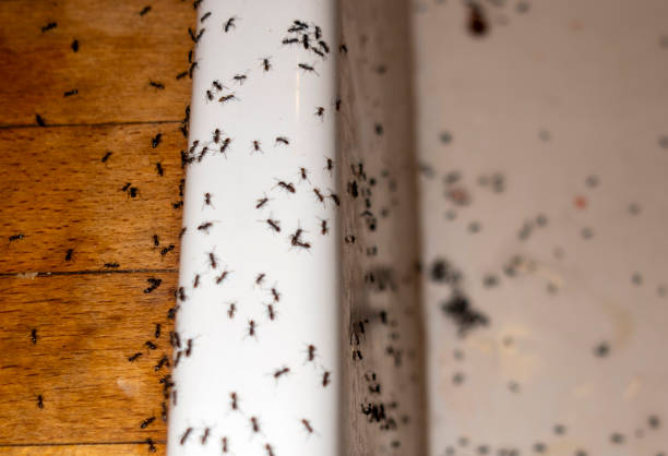 Best Affordable Pest Control Services  in Resaca, GA